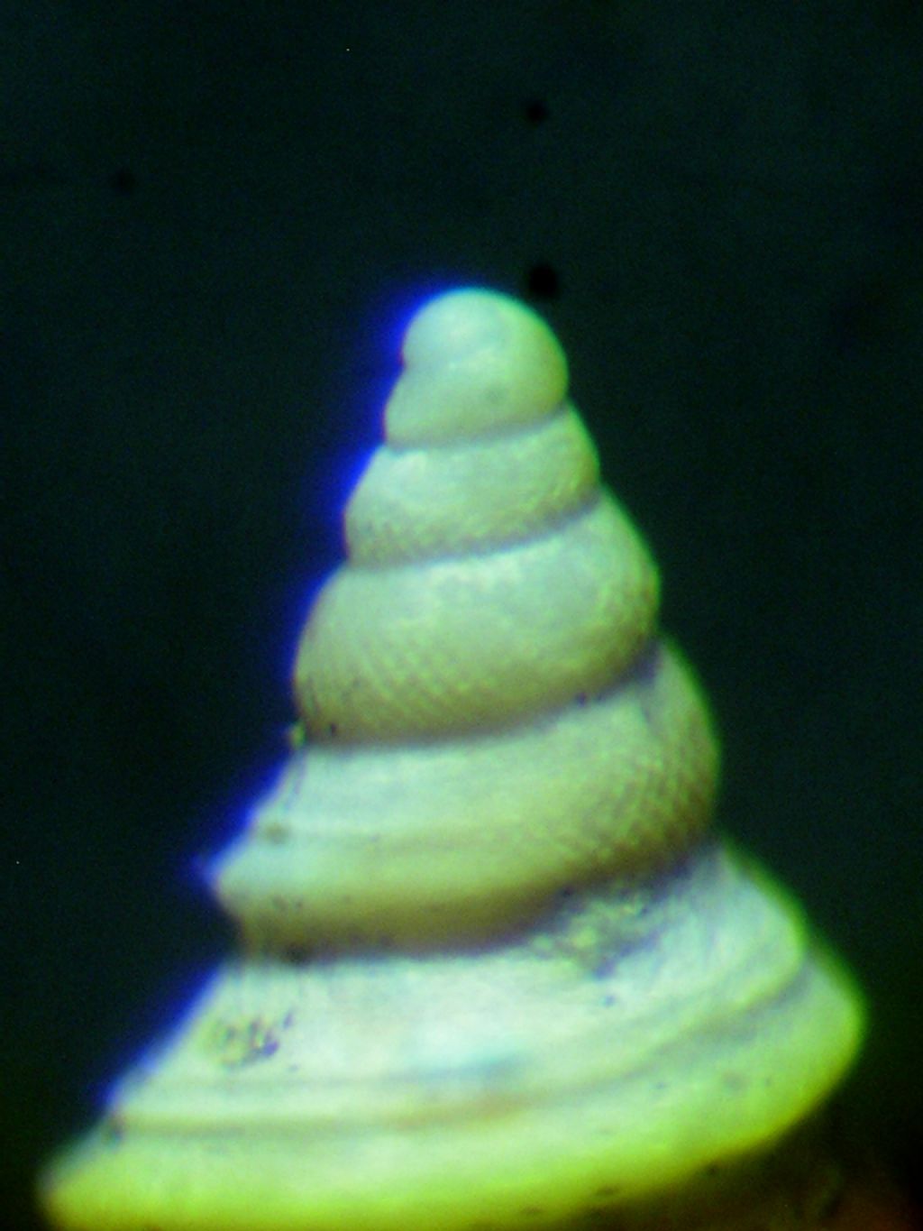 Dal Pliocene Laziale... altra Teretia